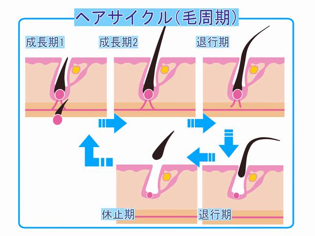 はげ（ハゲ）とシャンプーの基礎知識｜育毛シャンプーとは？