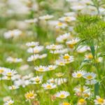 松ぼっくり の花言葉とは クロマツ アマカツで違うの 意味や由来を解説