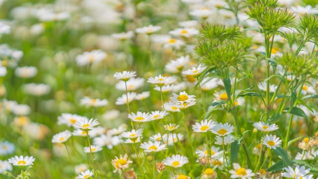 ヒナギク花言葉