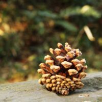 松ぼっくり の花言葉とは クロマツ アマカツで違うの 意味や由来を解説 松ぼっくり の花言葉とは クロマツ アマカツで違うの 意味や由来を解説