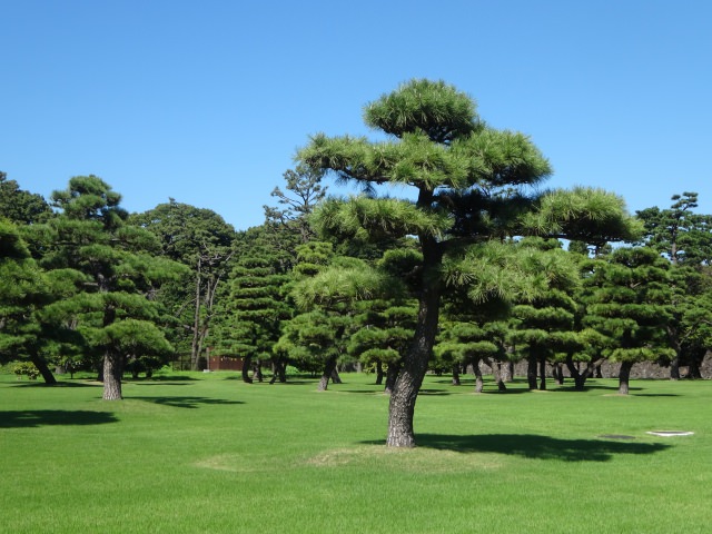 松の種類