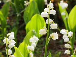 君影草 キミカゲソウ の花言葉は 純潔 再び幸せが訪れる その由来とは