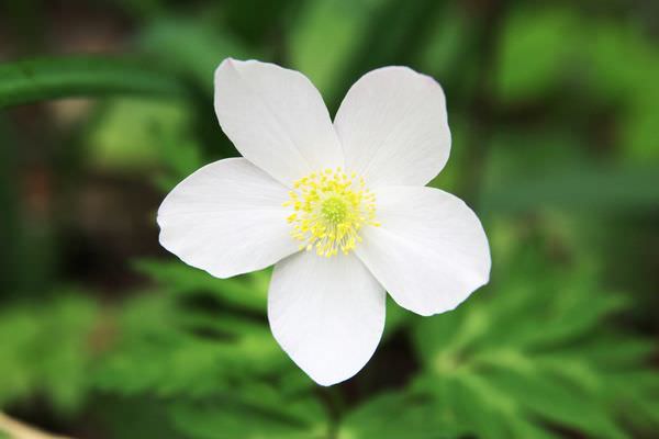 一輪草（イチリンソウ）の花言葉は？「追憶」「久遠の美」の意味や由来を解説