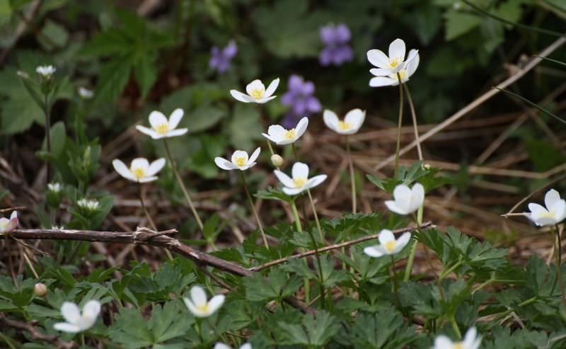 一輪草 イチリンソウ の花言葉は 追憶 久遠の美 の意味や由来を解説