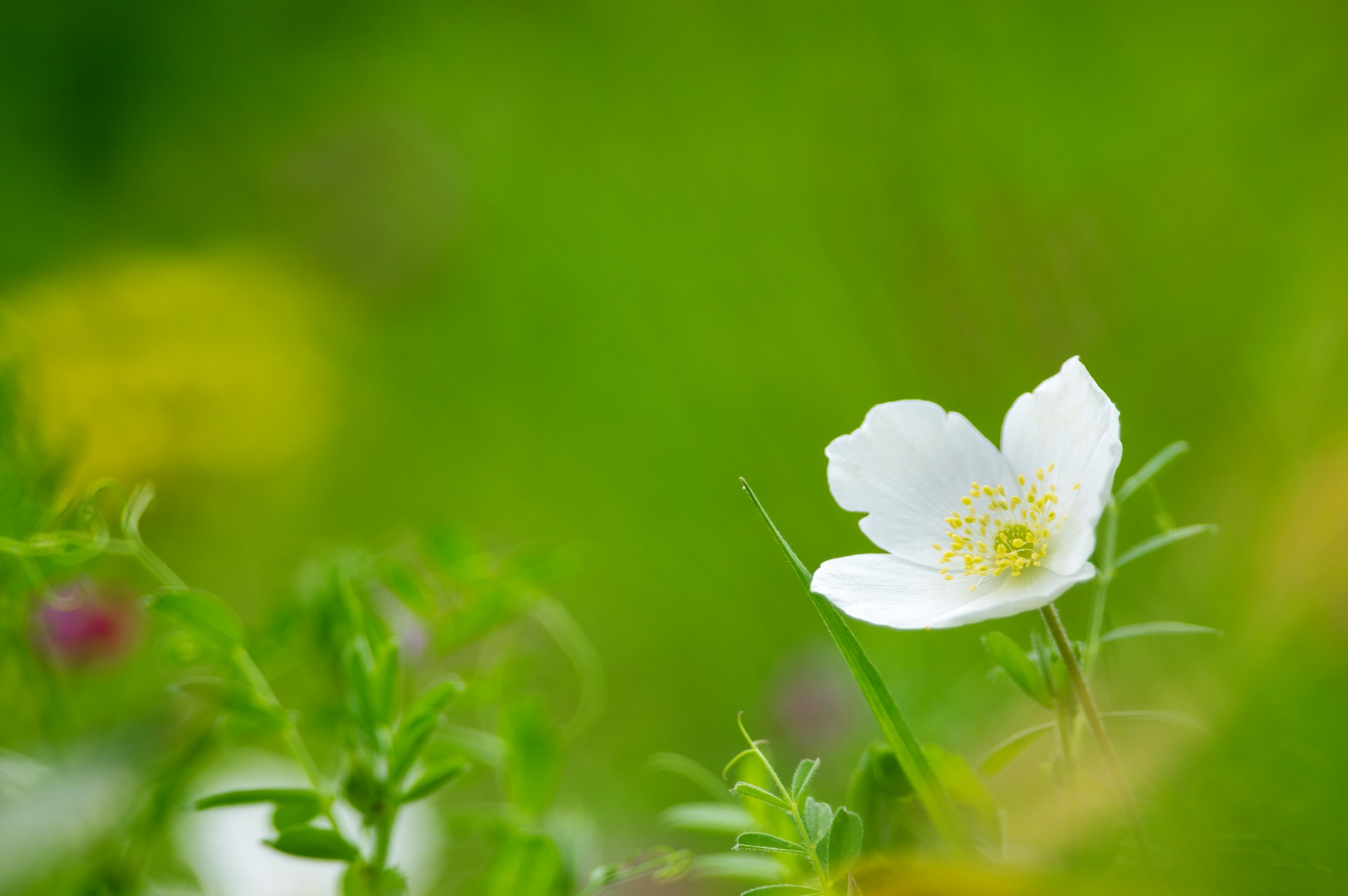 一輪草 イチリンソウ の花言葉は 追憶 久遠の美 の意味や由来を解説