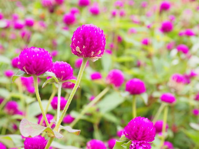 センニチソウ 花言葉