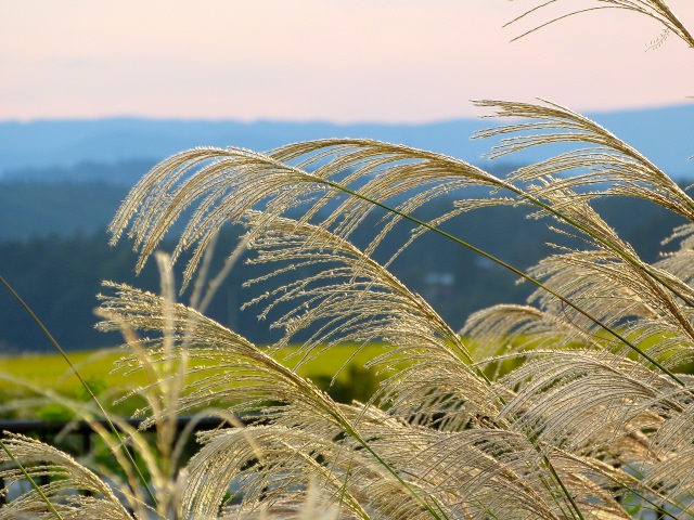 ススキに似た植物とは何？イネ科の草やすすきの外来種、雑草との違いとは？